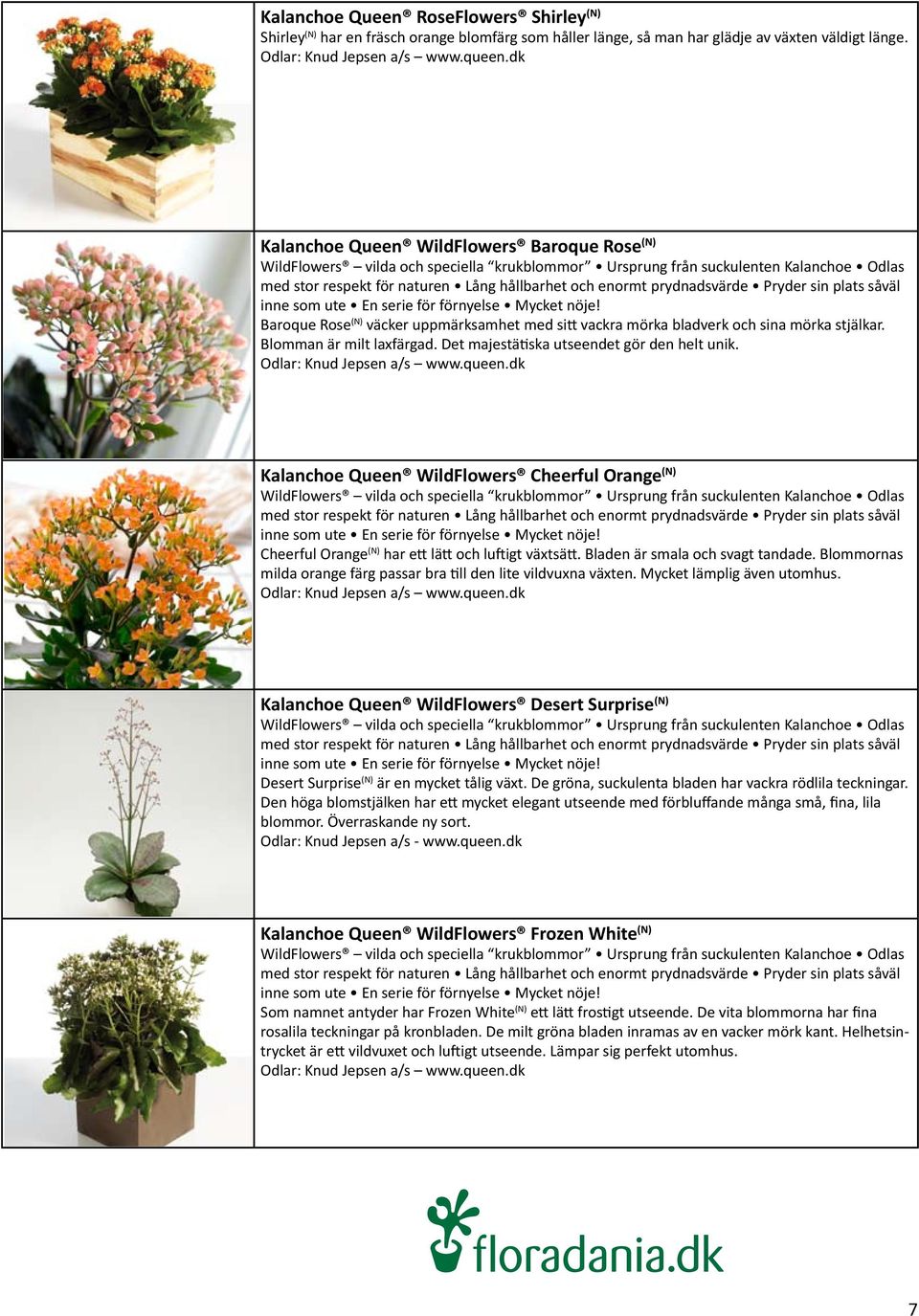 prydnadsvärde Pryder sin plats såväl inne som ute En serie för förnyelse Mycket nöje! Baroque Rose (N) väcker uppmärksamhet med sitt vackra mörka bladverk och sina mörka stjälkar.