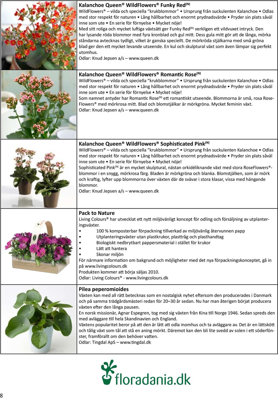 Den har lysande röda blommor med fyra kronblad och gul mitt. Dess gula mitt gör att de långa, mörka ståndarna avtecknas tydligt, vilket är ganska speciellt.