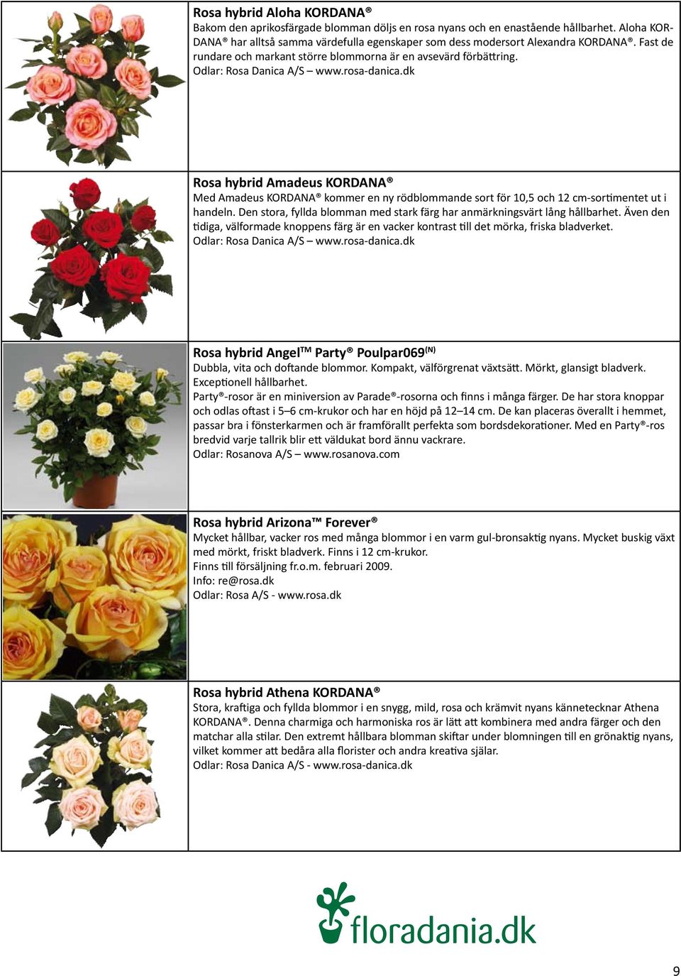 rosa-danica.dk Rosa hybrid Amadeus KORDANA Med Amadeus KORDANA kommer en ny rödblommande sort för 10,5 och 12 cm-sortimentet ut i handeln.