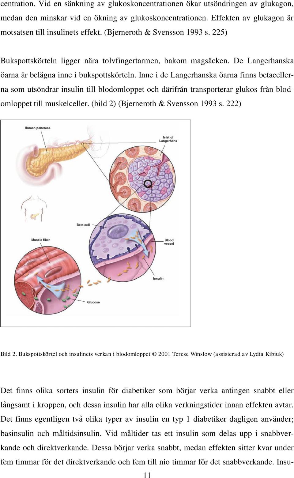 Inne i de Langerhanska öarna finns betacellerna som utsöndrar insulin till blodomloppet och därifrån transporterar glukos från blodomloppet till muskelceller. (bild 2) (Bjerneroth & Svensson 1993 s.