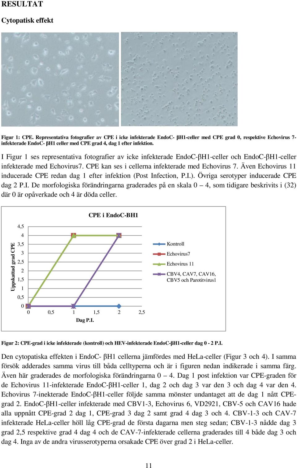 I Figur 1 ses representativa fotografier av icke infekterade EndoC-βH1-celler och EndoC-βH1-celler infekterade med Echovirus7. CPE kan ses i cellerna infekterade med Echovirus 7.