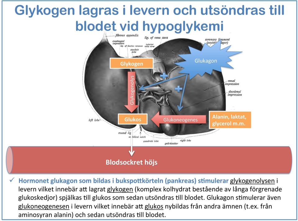 m. BlodsockerkoncentraAonen Blodsockret höjs Glykogenolys Glykogen ü Hormonet glukagon som bildas i bukspowkörteln (pankreas) s8mulerar