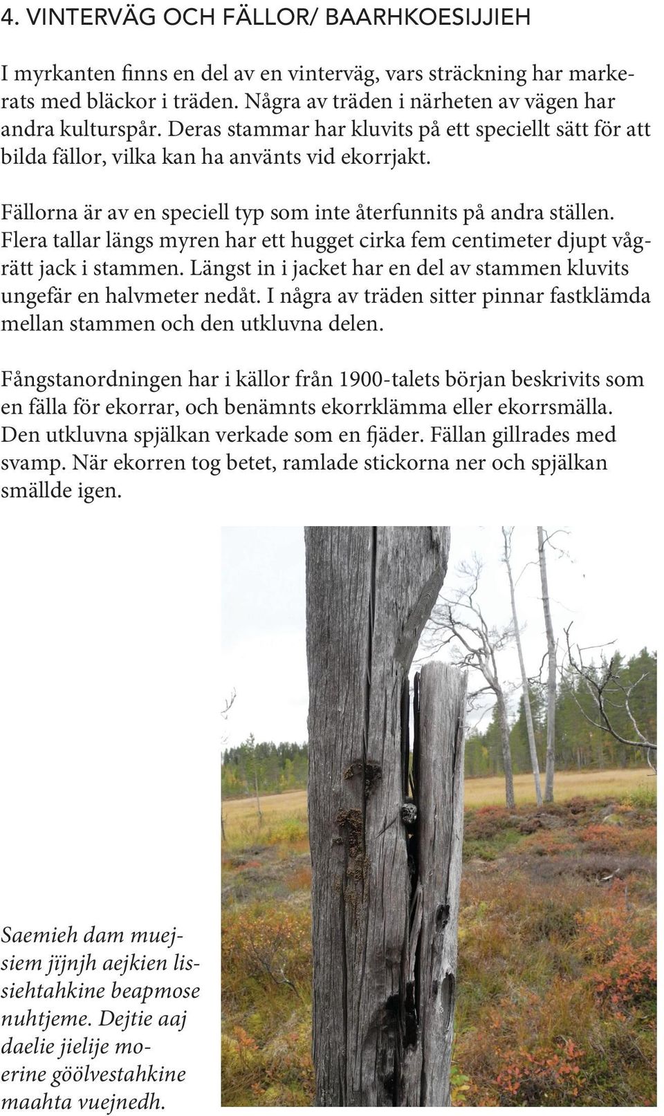 Flera tallar längs myren har ett hugget cirka fem centimeter djupt vågrätt jack i stammen. Längst in i jacket har en del av stammen kluvits ungefär en halvmeter nedåt.