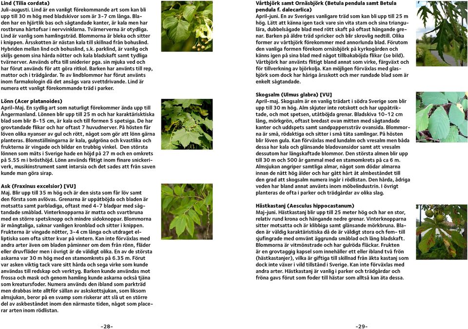 Blommorna är bleka och sitter i knippen. Årsskotten är nästan kala till skillnad från bohuslind. Hybriden mellan lind och bohuslind, s.k. parklind, är vanlig och skiljs genom sina hårda nötter och kala bladskaft samt tydliga tvärnerver.