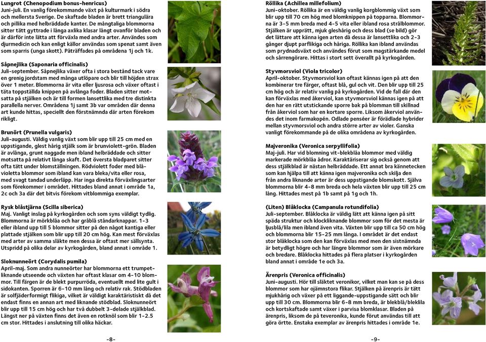 Användes som djurmedicin och kan enligt källor användas som spenat samt även som sparris (unga skott). Påträffades på områdena 1j och 1k. Såpnejlika (Saponaria officinalis) Juli-september.