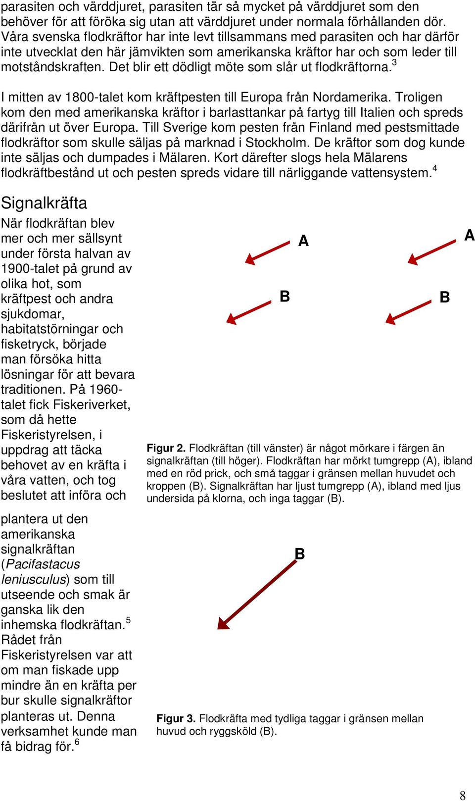 Det blir ett dödligt möte som slår ut flodkräftorna. 3 I mitten av 1800-talet kom kräftpesten till Europa från Nordamerika.