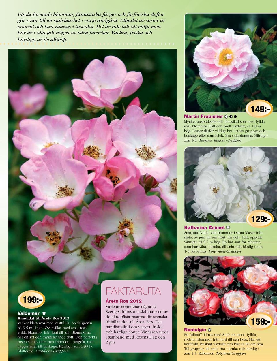 129:- 149:- Martin Frobisher Mycket anspråkslös och lättodlad sort med fyllda, rosa blommor. Tätt och brett växtsätt, ca 1.8 m hög.
