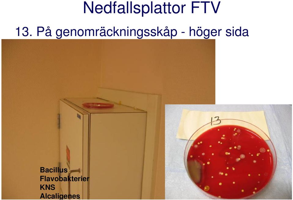 höger sida Bacillus