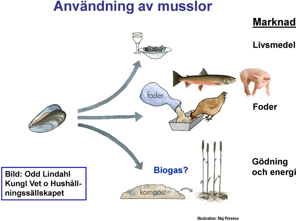 Foder Bild: Odd Lindahl Kungl Vet o