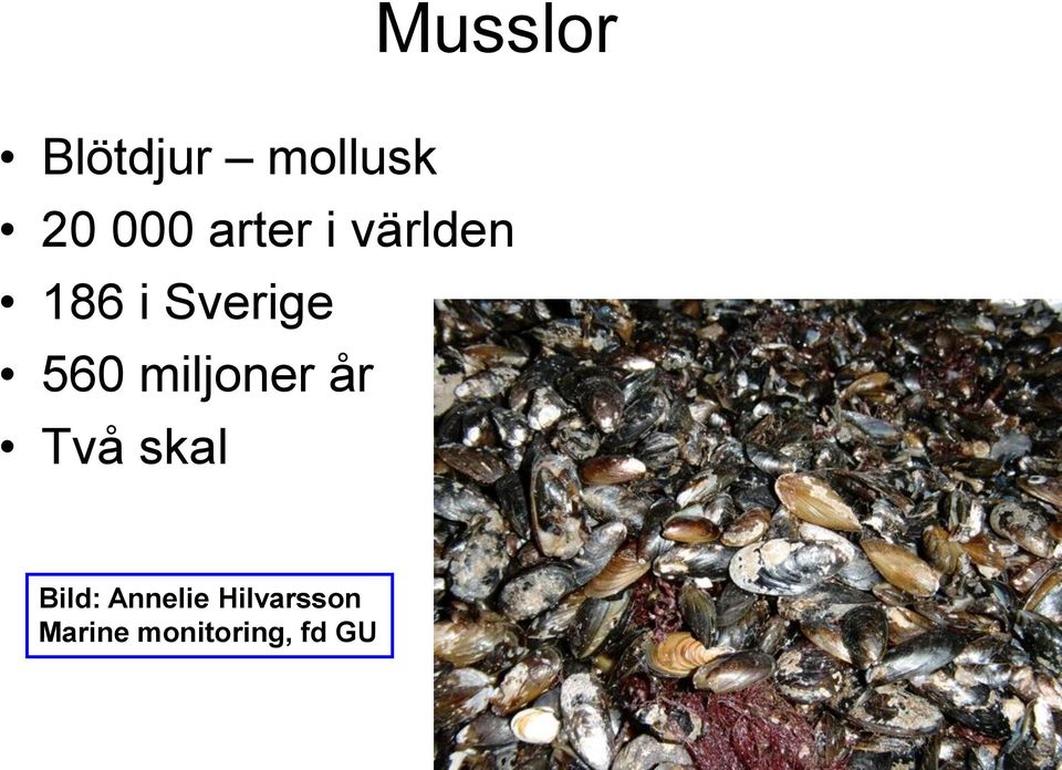 miljoner år Två skal Bild: