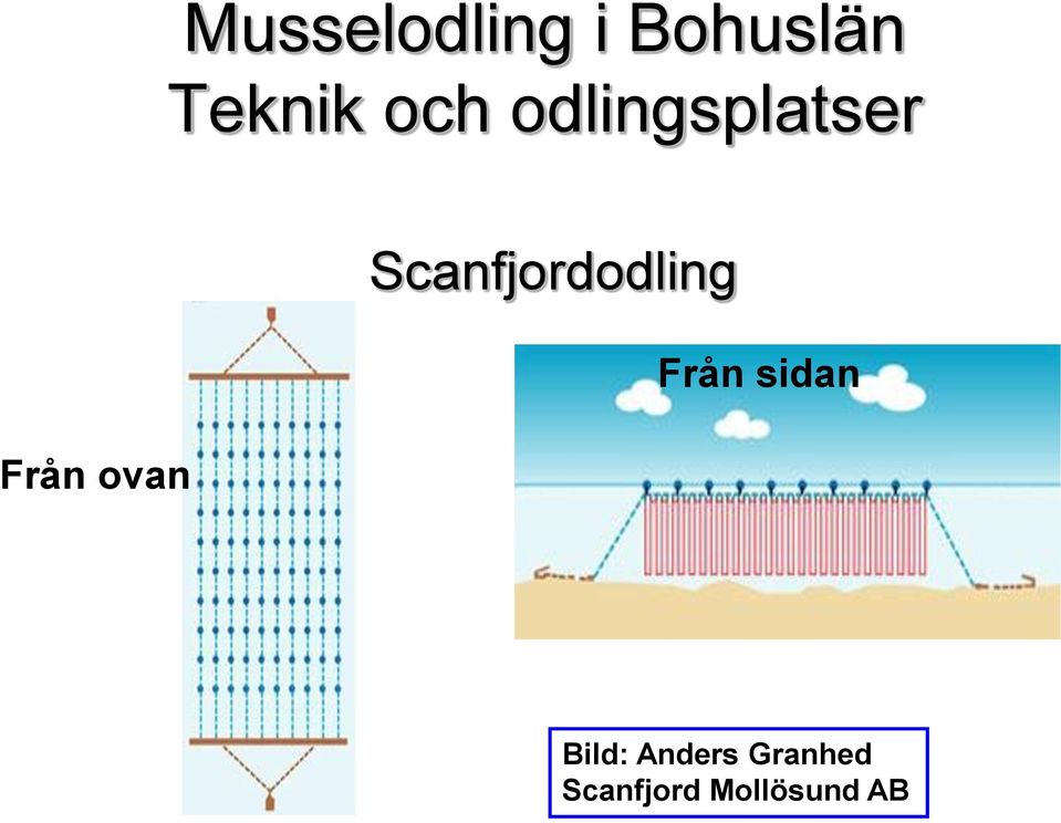 Scanfjordodling Från sidan Bild: