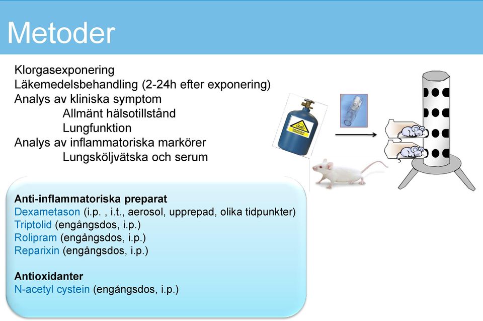 Anti-inflammatoriska preparat Dexametason (i.p., i.t., aerosol, upprepad, olika tidpunkter) Triptolid (engångsdos, i.