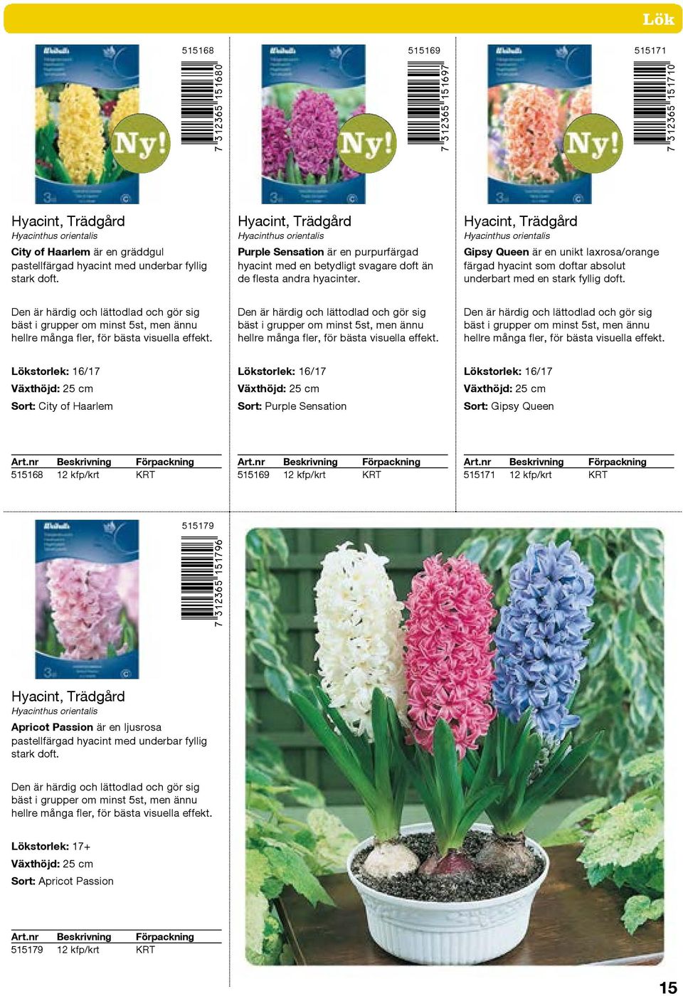 Hyacint, Trädgård Hyacinthus orientalis Gipsy Queen är en unikt laxrosa/orange färgad hyacint som doftar absolut underbart med en stark fyllig doft.