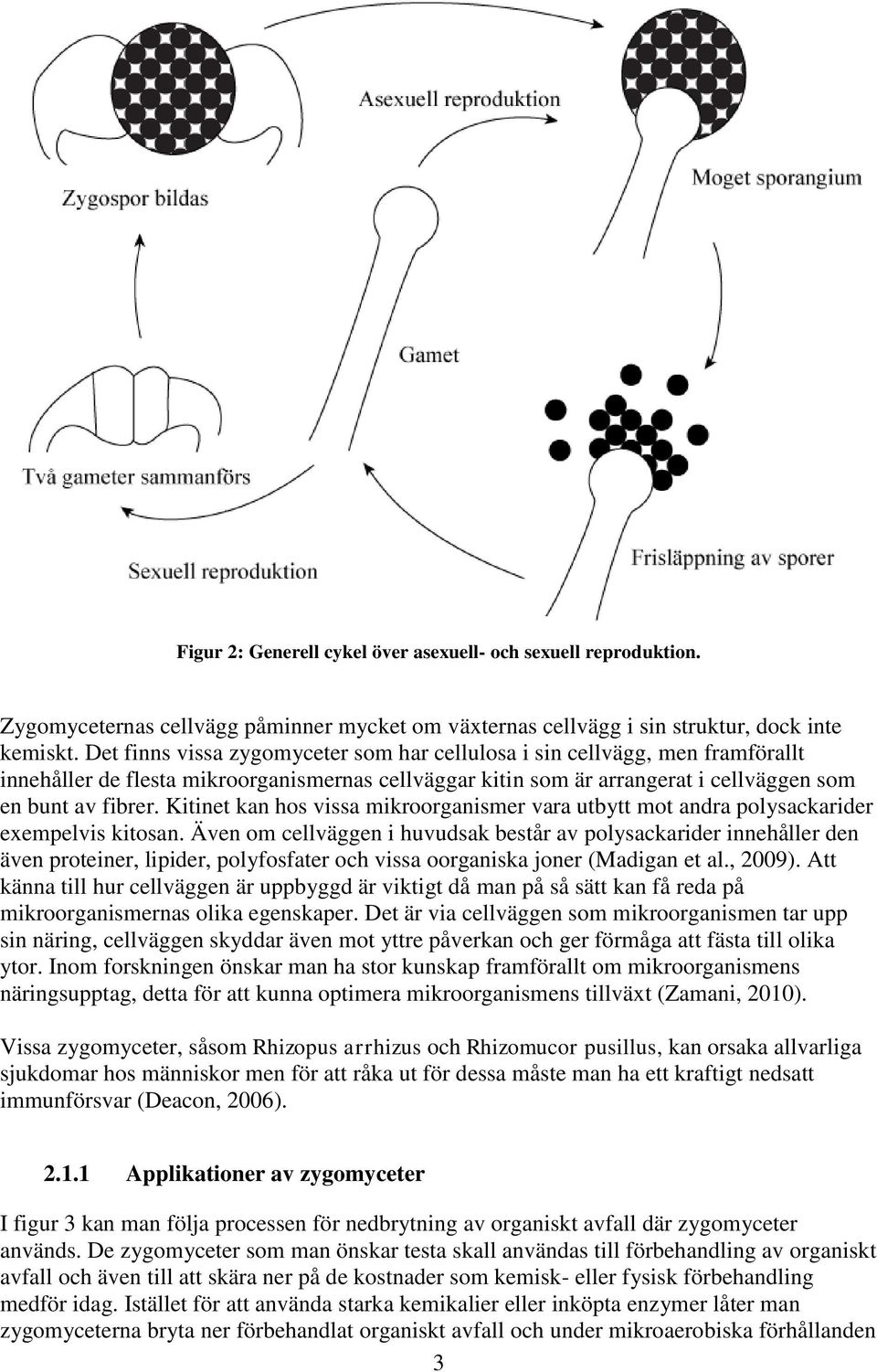 Kitinet kan hos vissa mikroorganismer vara utbytt mot andra polysackarider exempelvis kitosan.