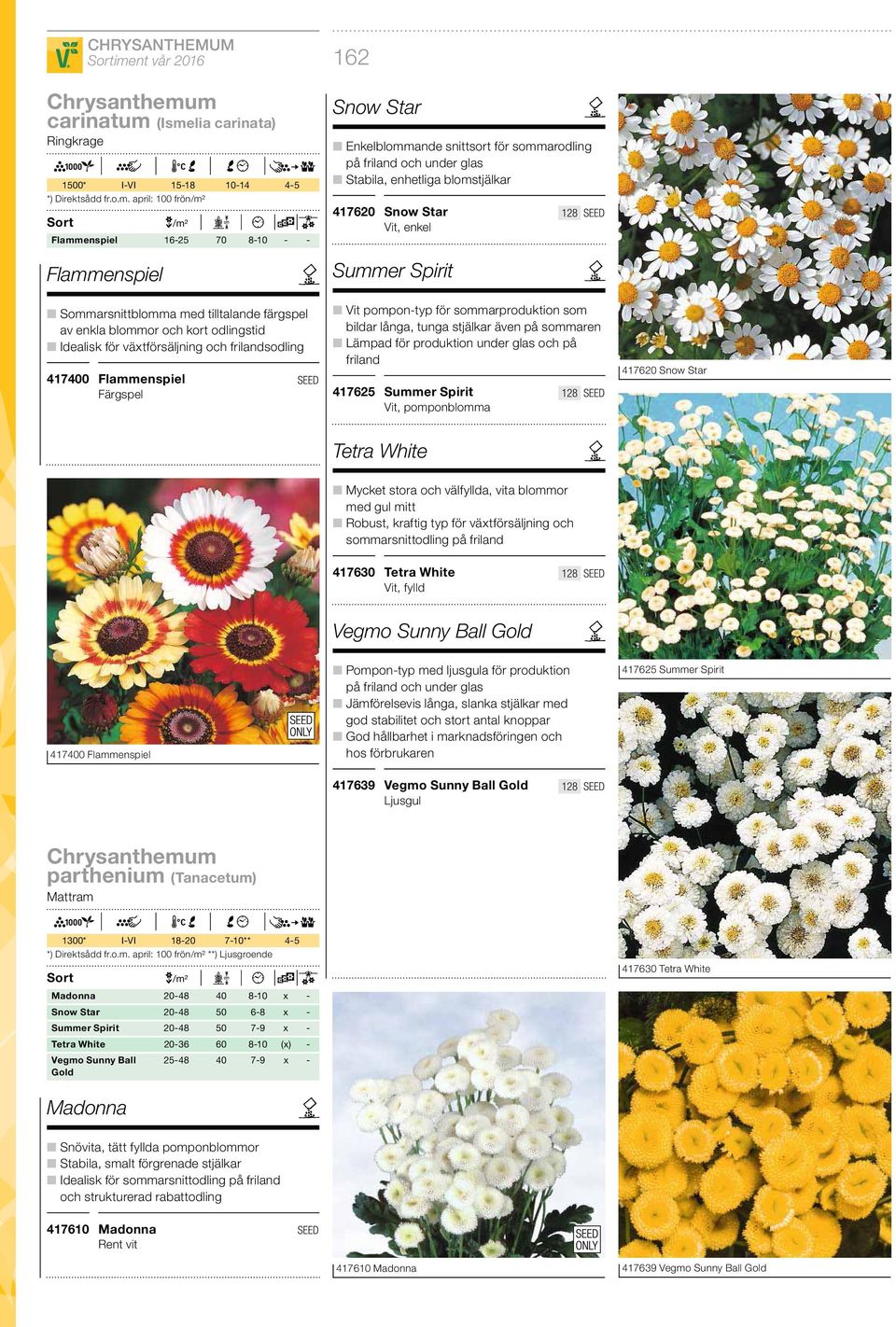 enkla blommor och kort odlingstid Idealisk för växtförsäljning och frilandsodling 417400 Flammenspiel Färgspel 162 Snow Star Enkelblommande snittsort för sommarodling på friland och under glas