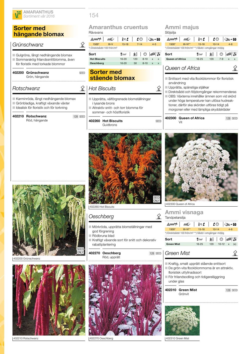 III-V 15-18 7-14 4-5 *) Direktsådd 100 frön/m² Hot Biscuits 16-20 120 8-10 x x Oeschberg 16-20 50 8-10 x x Sorter med stående blomax Hot Biscuits Upprätta, välförgrenade blomställningar i lysande