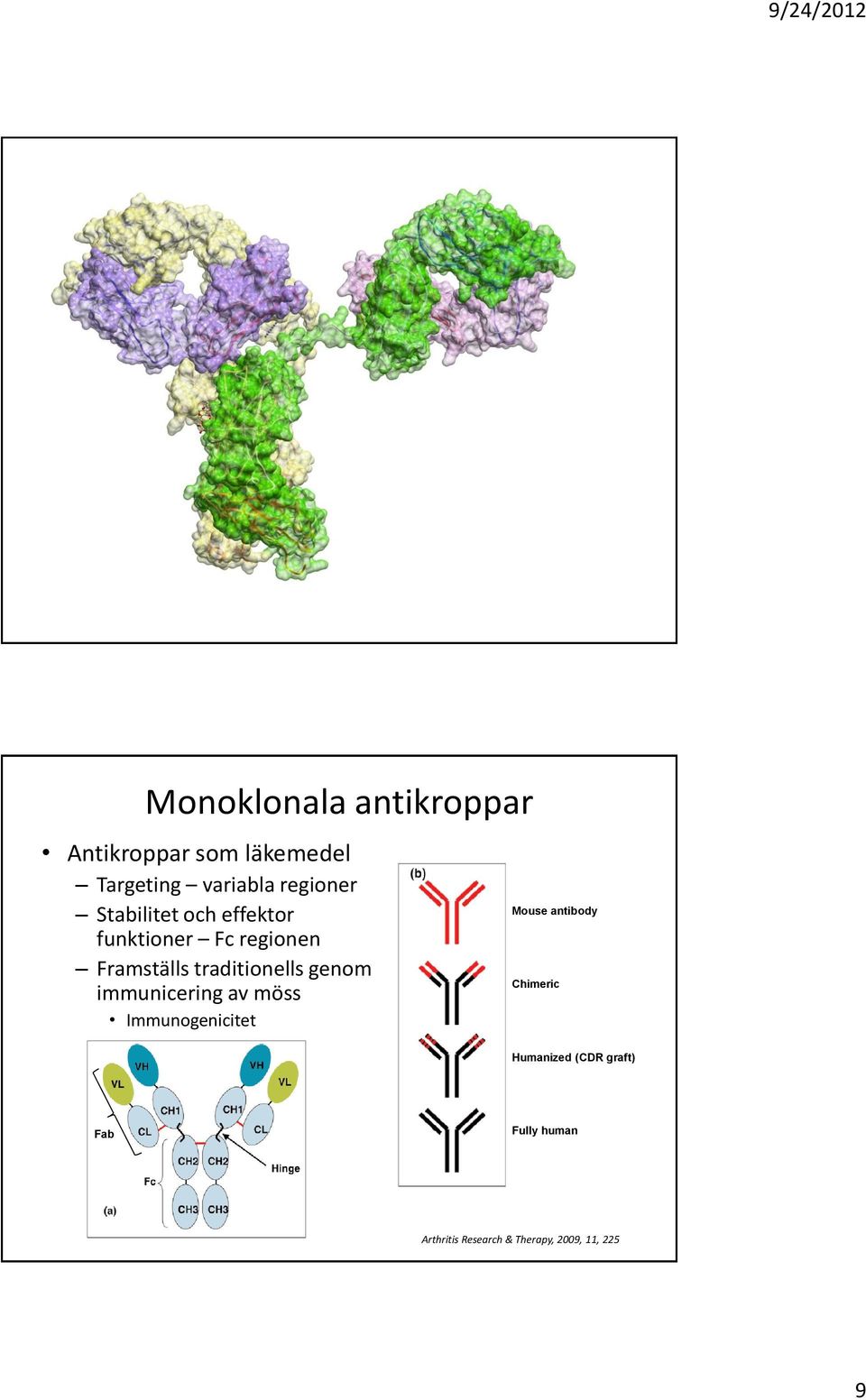 traditionells genom immunicering av möss Immunogenicitet Mouse antibody