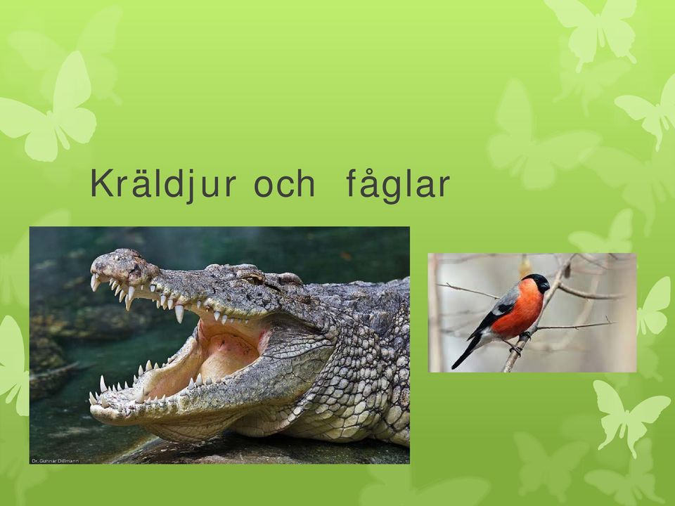 fåglar