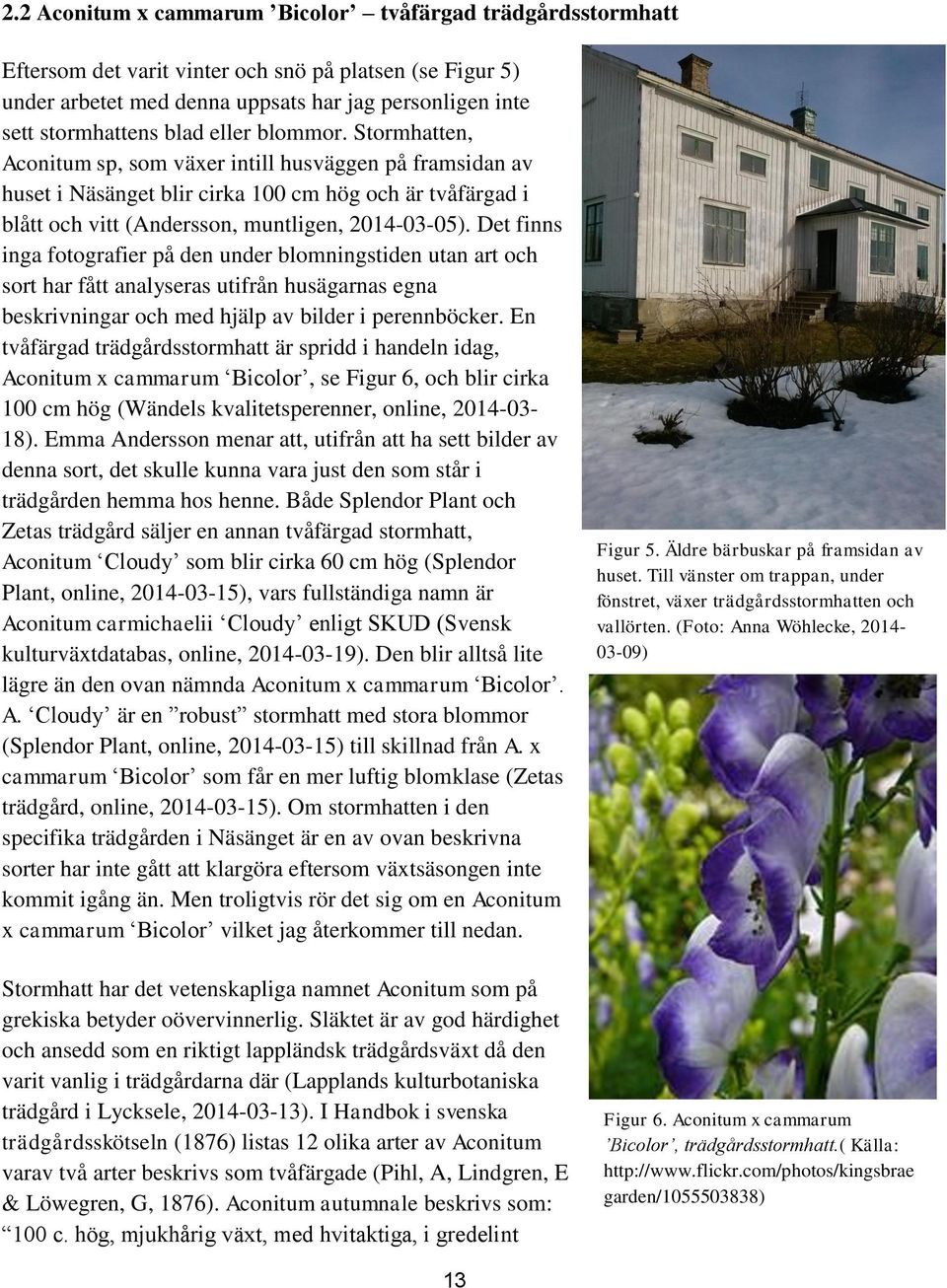 Det finns inga fotografier på den under blomningstiden utan art och sort har fått analyseras utifrån husägarnas egna beskrivningar och med hjälp av bilder i perennböcker.
