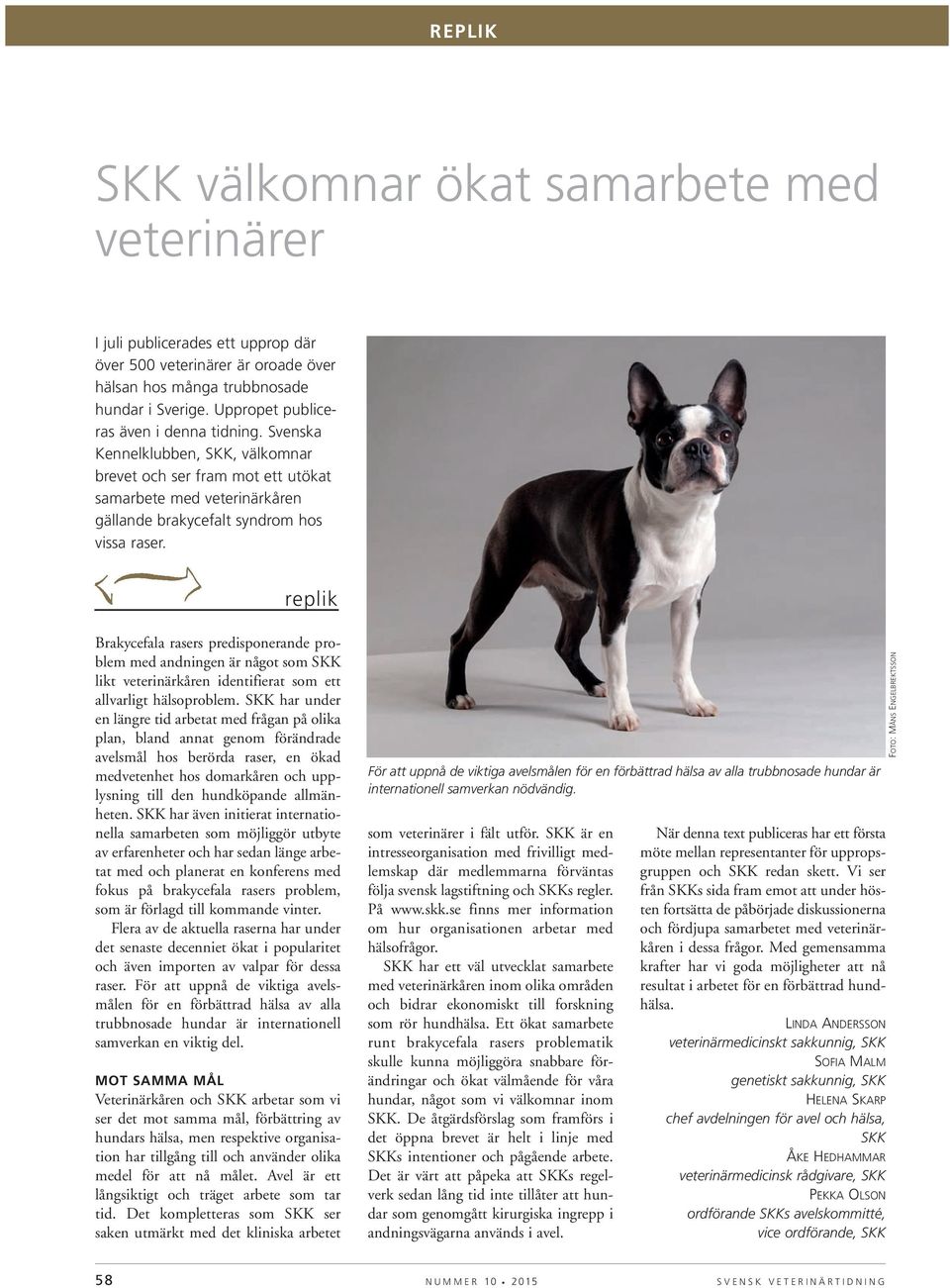 replik Brakycefala rasers predisponerande problem med andningen är något som SKK likt veterinärkåren identifierat som ett allvarligt hälsoproblem.