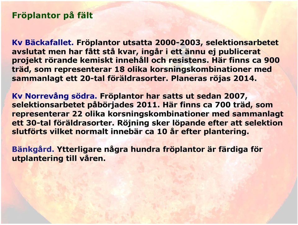 Här finns ca 900 träd, som representerar 18 olika korsningskombinationer med sammanlagt ett 20-tal föräldrasorter. Planeras röjas 2014. Kv Norrevång södra.