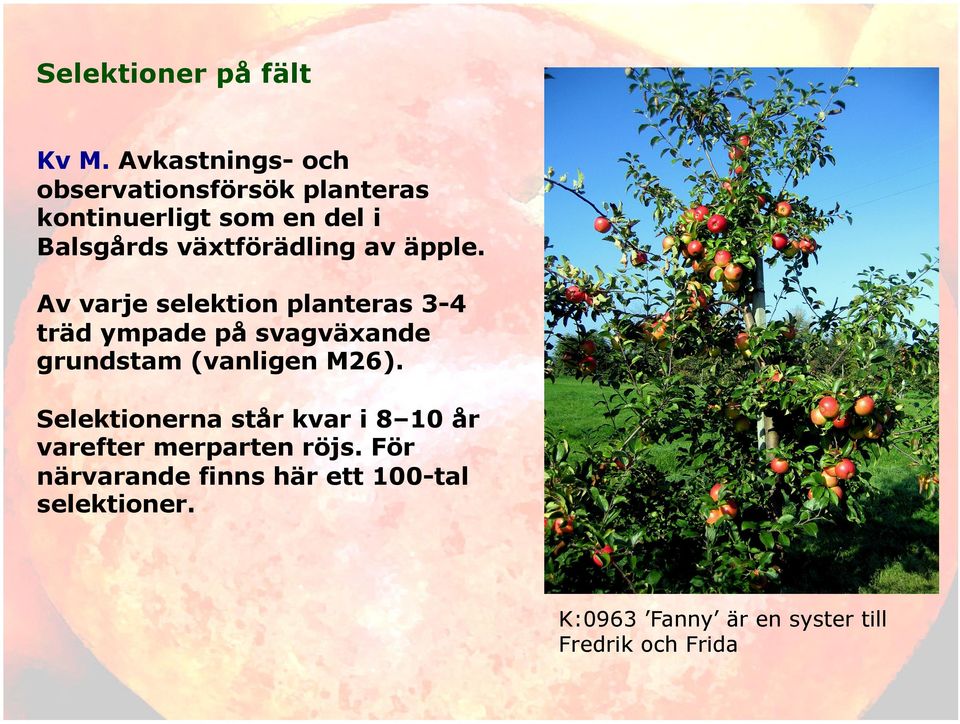 växtförädling av äpple.