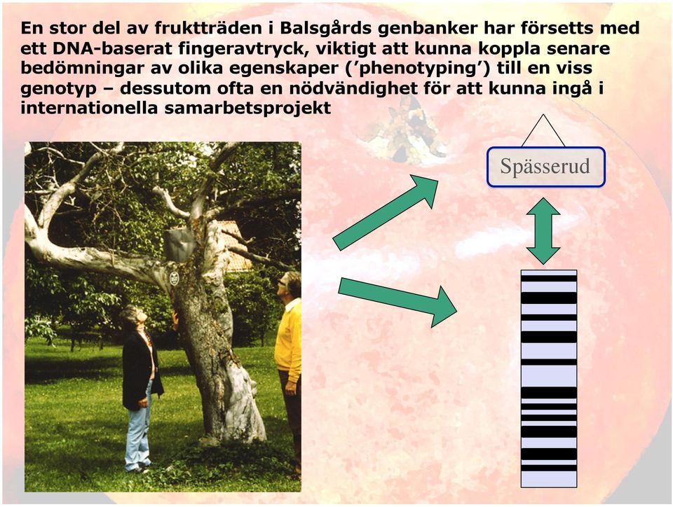 av olika egenskaper ( phenotyping ) till en viss genotyp dessutom ofta