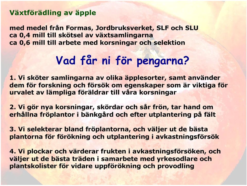 Vi gör nya korsningar, skördar och sår frön, tar hand om erhållna fröplantor i bänkgård och efter utplantering på fält 3.