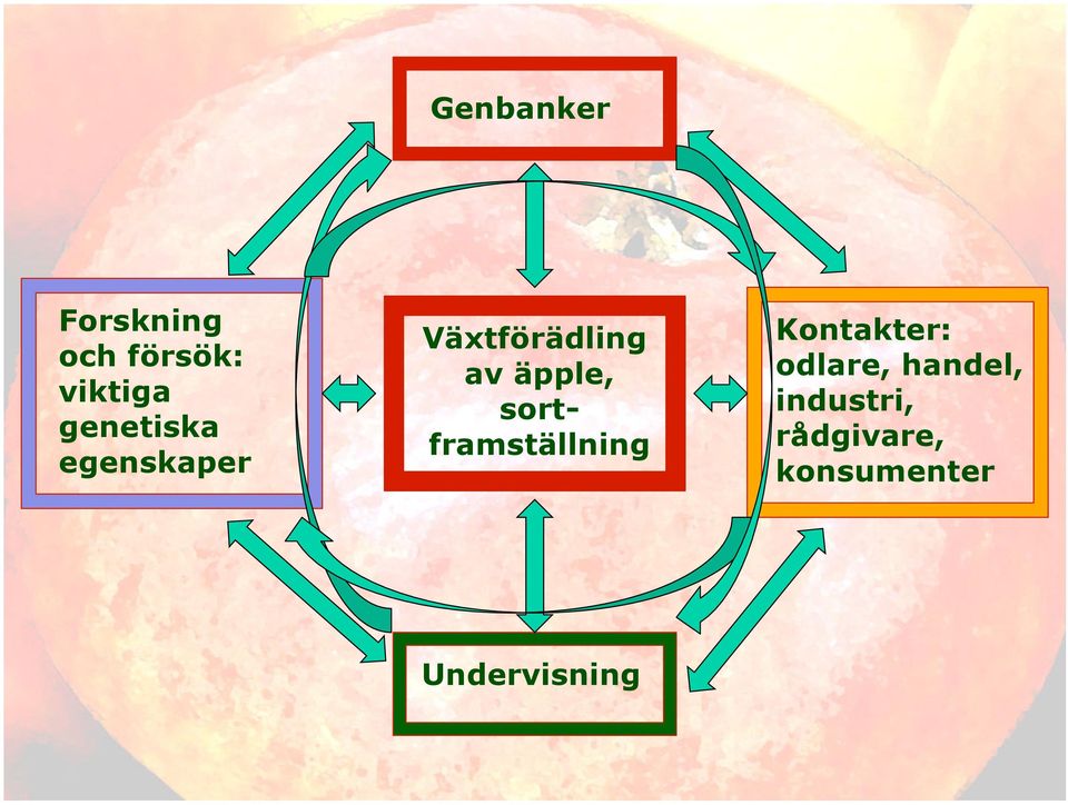 äpple, sortframställning Kontakter: odlare,