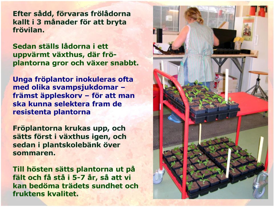 Unga fröplantor inokuleras ofta med olika svampsjukdomar främst äppleskorv för att man ska kunna selektera fram de resistenta