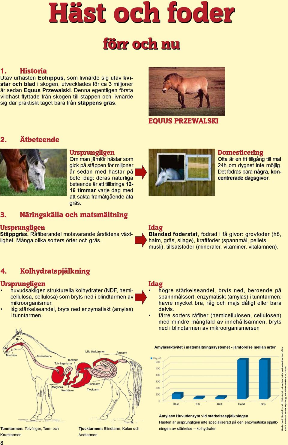 Ätbeteende EQUUS PRZEWALSKI Ursprungligen Om man jämför hästar som gick på stäppen för miljoner år sedan med hästar på bete idag: deras naturliga beteende är att tillbringa 12-16 timmar varje dag med