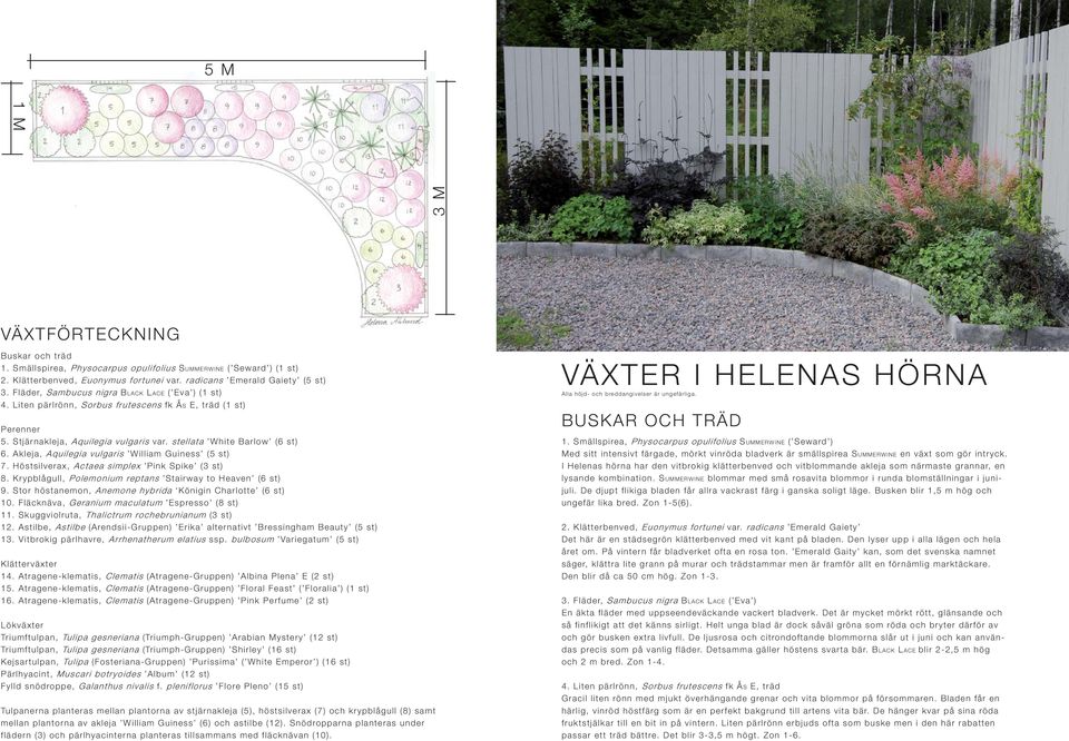 Akleja, Aquilegia vulgaris William Guiness (5 st) 7. Höstsilverax, Actaea simplex Pink Spike (3 st) 8. Krypblågull, Polemonium reptans Stairway to Heaven (6 st) 9.