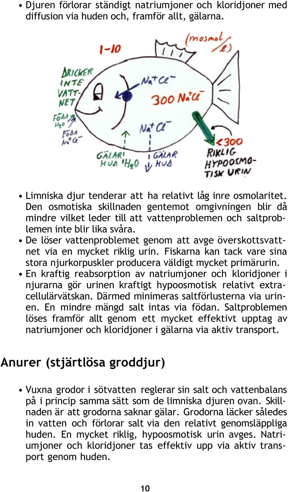 De löser vattenproblemet genom att avge överskottsvattnet via en mycket riklig urin. Fiskarna kan tack vare sina stora njurkorpuskler producera väldigt mycket primärurin.