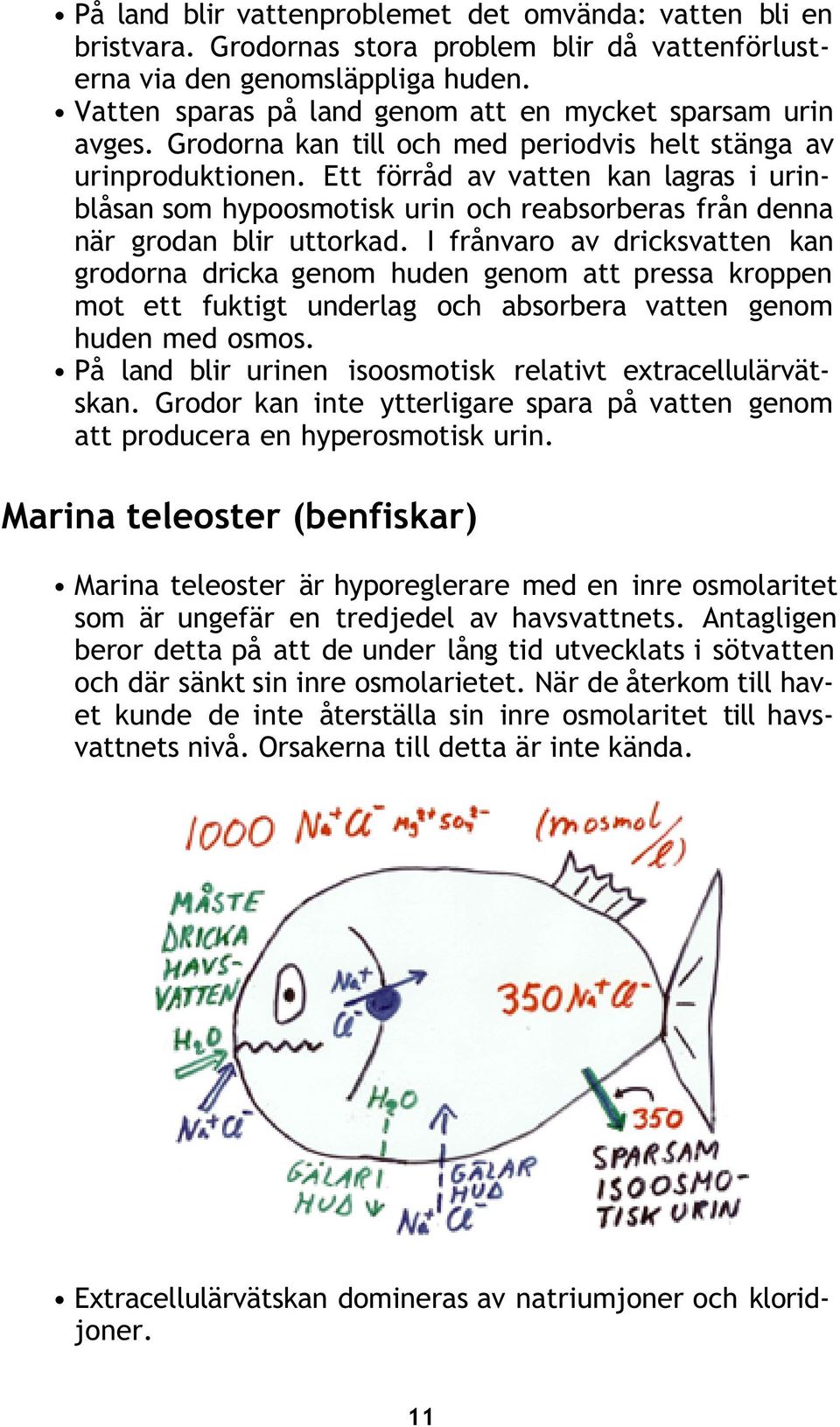 Ett förråd av vatten kan lagras i urinblåsan som hypoosmotisk urin och reabsorberas från denna när grodan blir uttorkad.