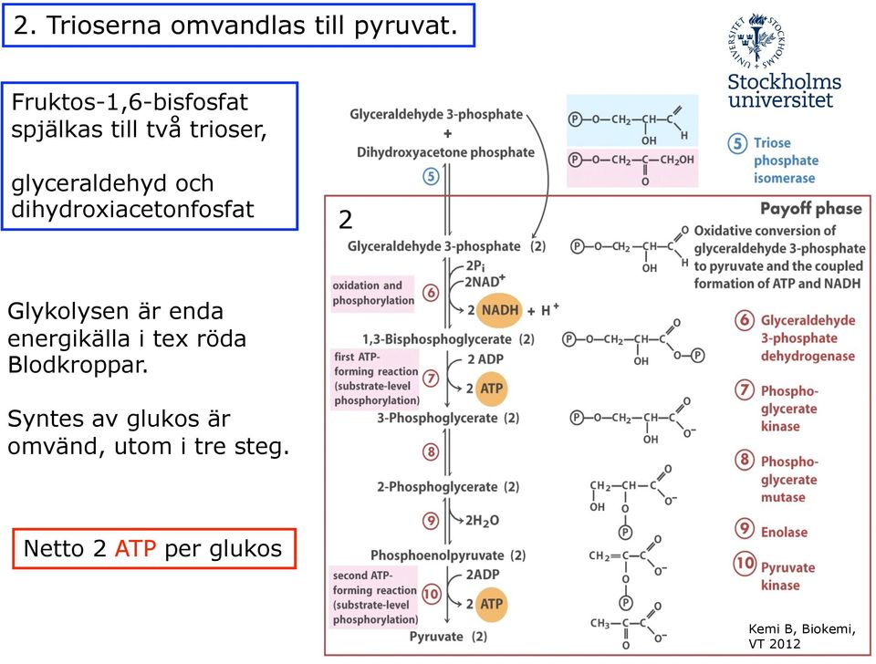 och dihydroxiacetonfosfat 2 Glykolysen är enda energikälla i