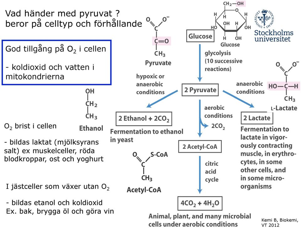 vatten i mitokondrierna O2 brist i cellen - bildas laktat (mjölksyrans salt) ex