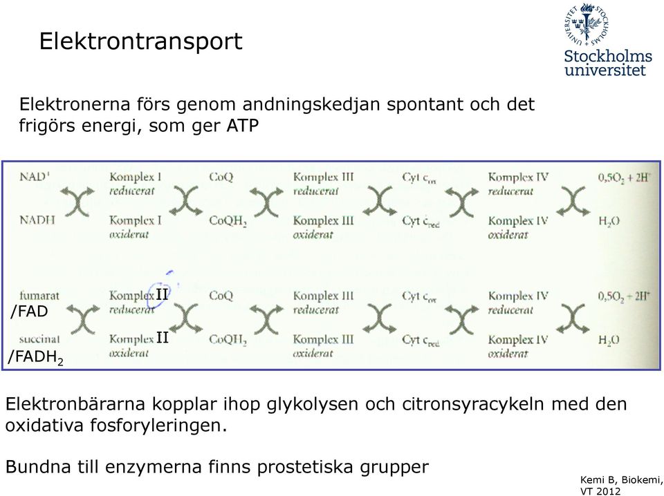 Elektronbärarna kopplar ihop glykolysen och citronsyracykeln med