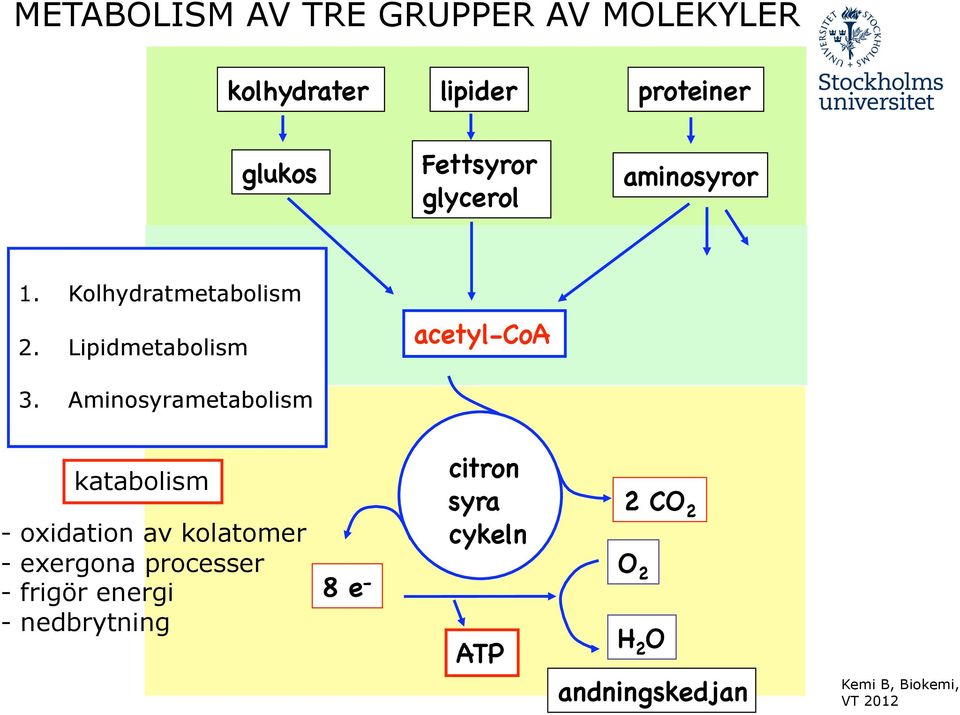 Aminosyrametabolism acetyl-coa!