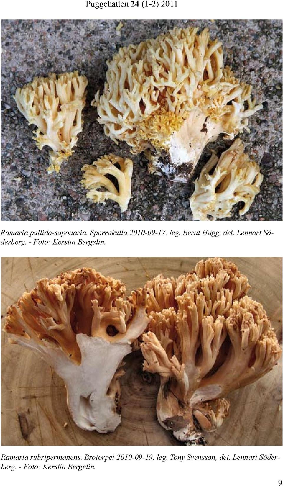 - Foto: Kerstin Bergelin. Ramaria rubripermanens.