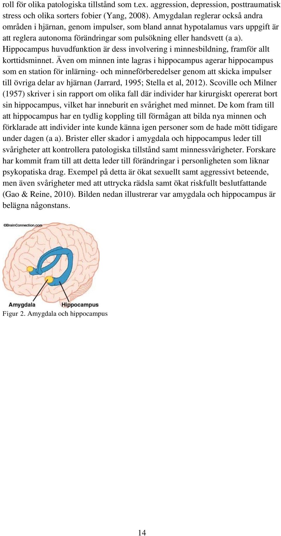 Hippocampus huvudfunktion är dess involvering i minnesbildning, framför allt korttidsminnet.