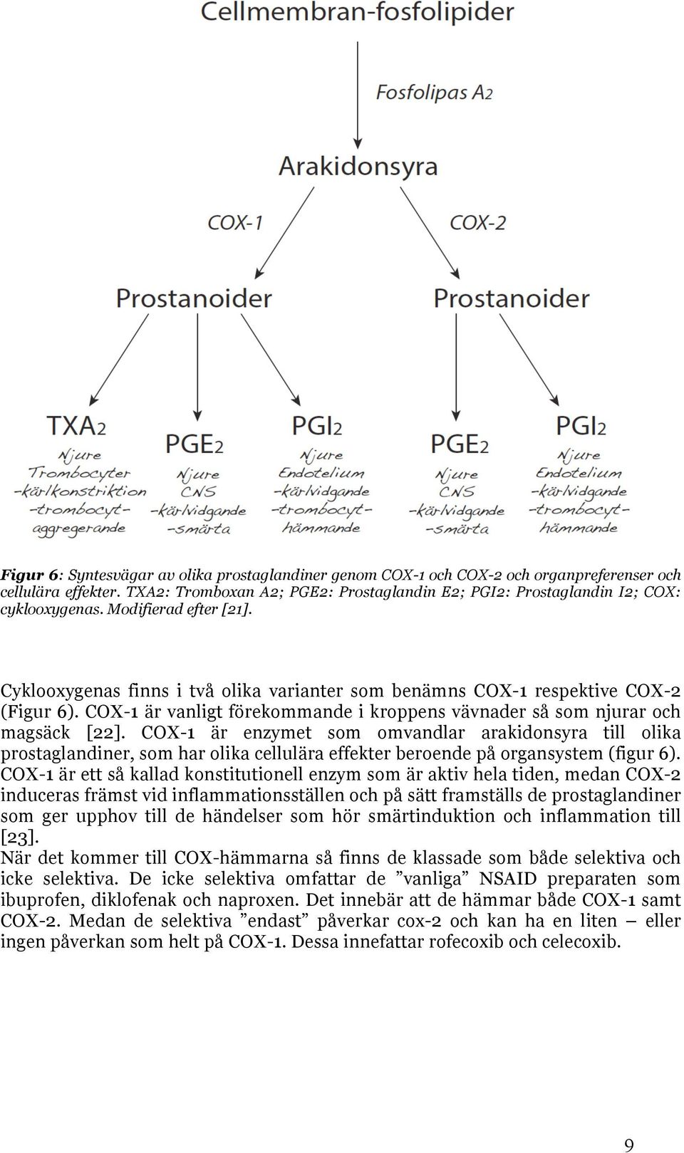 COX-1 är enzymet som omvandlar arakidonsyra till olika prostaglandiner, som har olika cellulära effekter beroende på organsystem (figur 6).