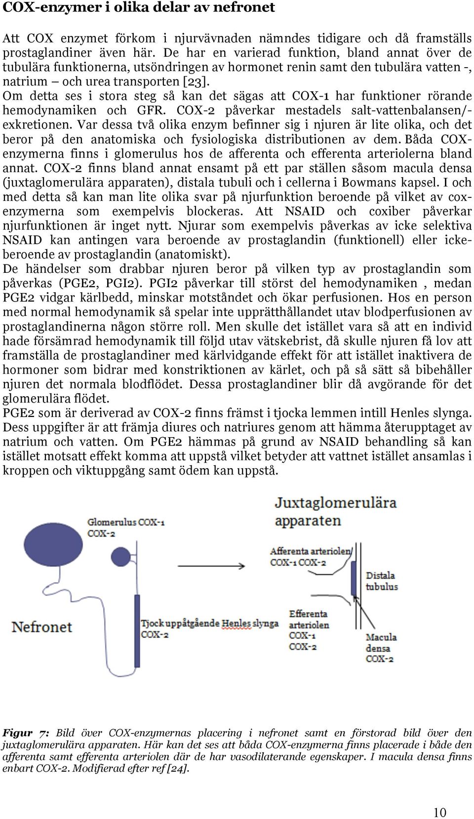 Om detta ses i stora steg så kan det sägas att COX-1 har funktioner rörande hemodynamiken och GFR. COX-2 påverkar mestadels salt-vattenbalansen/- exkretionen.