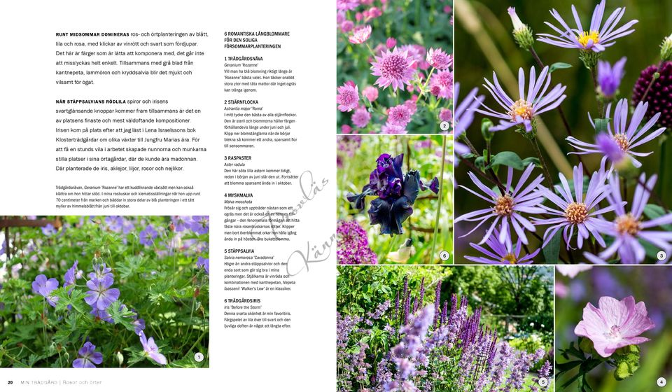 6 romantiska långblommare för den soliga försommarplanteringen 1 Trädgårdsnäva Geranium Rozanne Vill man ha blå blomning riktigt länge är Rozanne bästa valet.