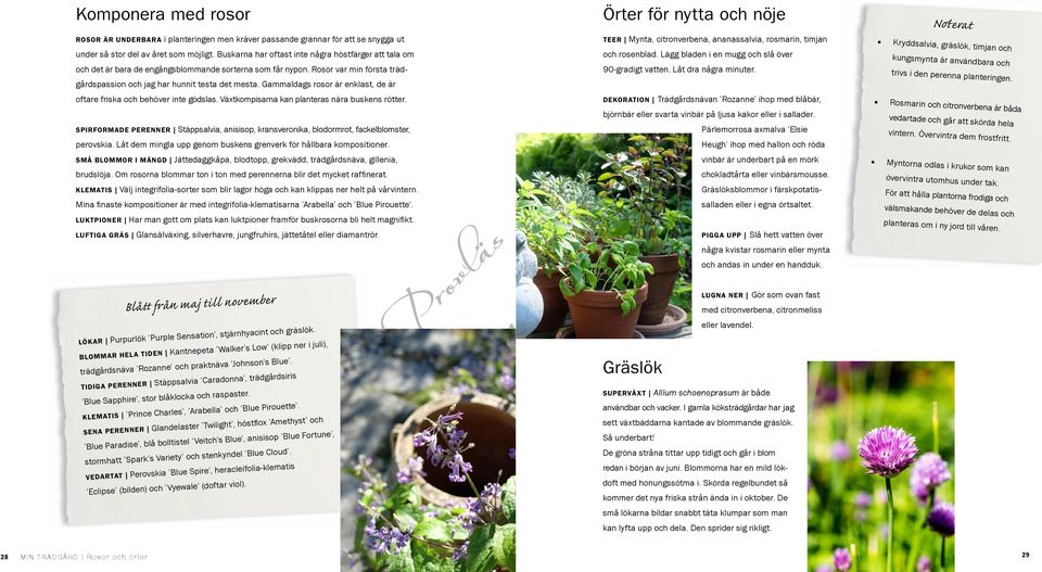 Rosor var min första trädgårdspassion och jag har hunnit testa det mesta. Gammaldags rosor är enklast, de är 90-gradigt vatten. Låt dra några minuter. oftare friska och behöver inte gödslas.