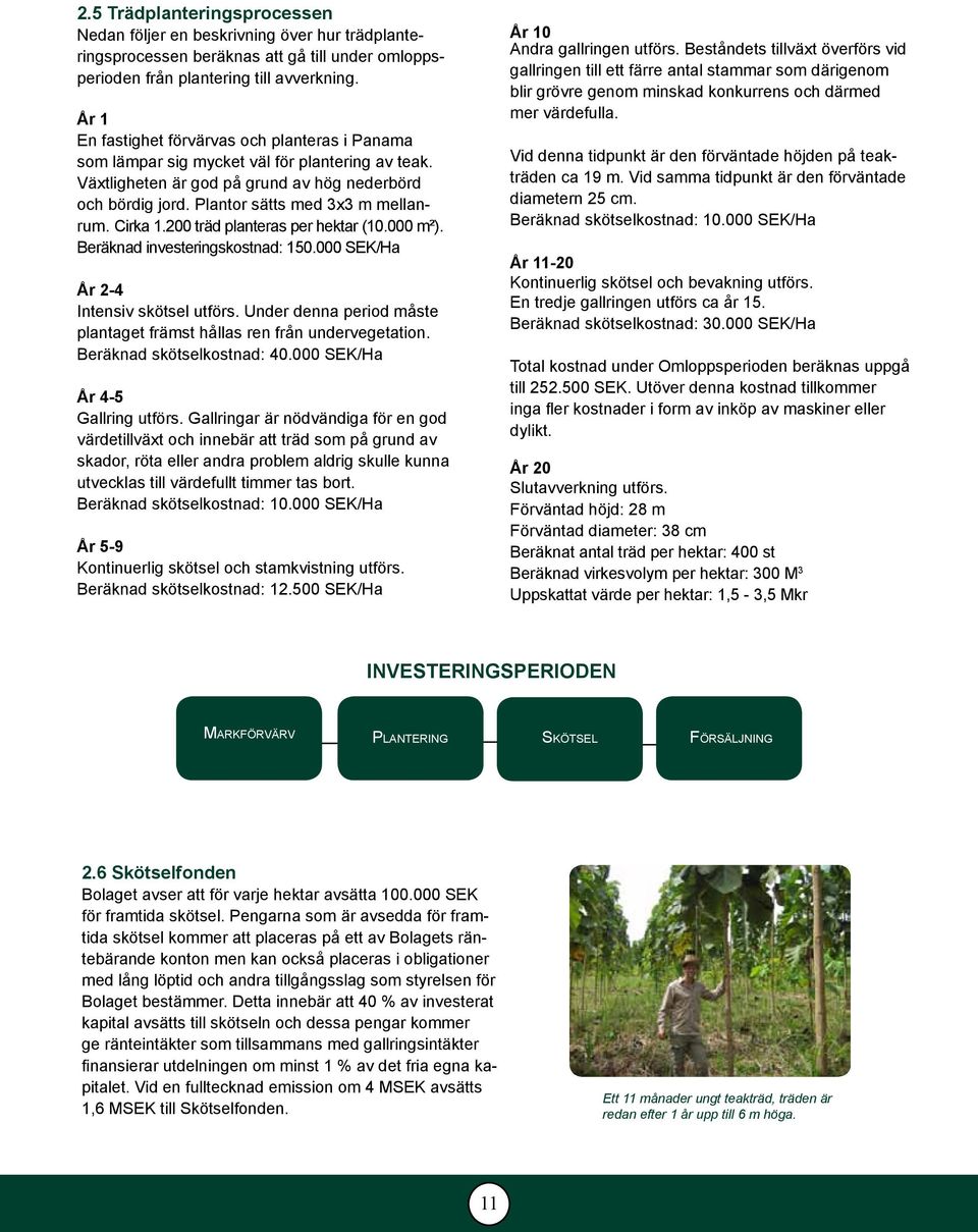 Cirka 1.200 träd planteras per hektar (10.000 m²). Beräknad investeringskostnad: 150.000 SEK/Ha År 2-4 Intensiv skötsel utförs.