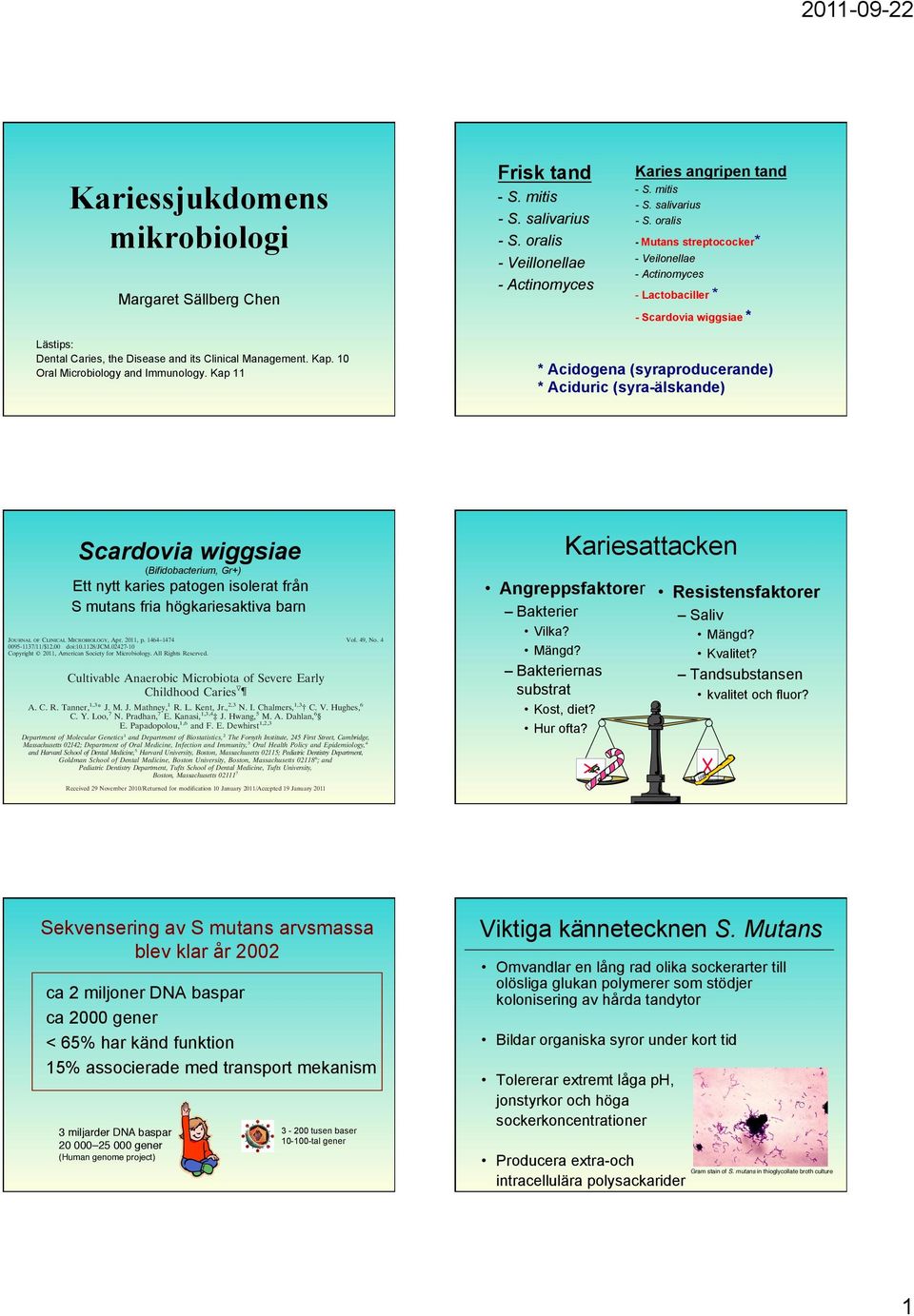 oralis - Mutans streptococker* - Veilonellae - Actinomyces - Lactobaciller * - Scardovia wiggsiae * Lästips: Dental Caries, the Disease and its Clinical Management. Kap.