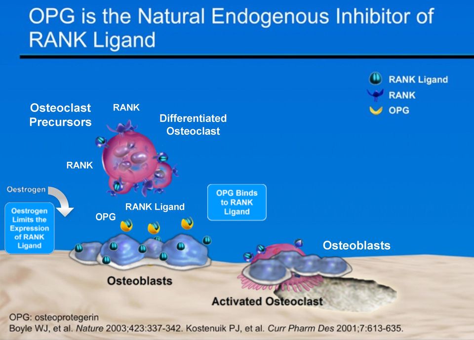 Osteoclast RANK OPG