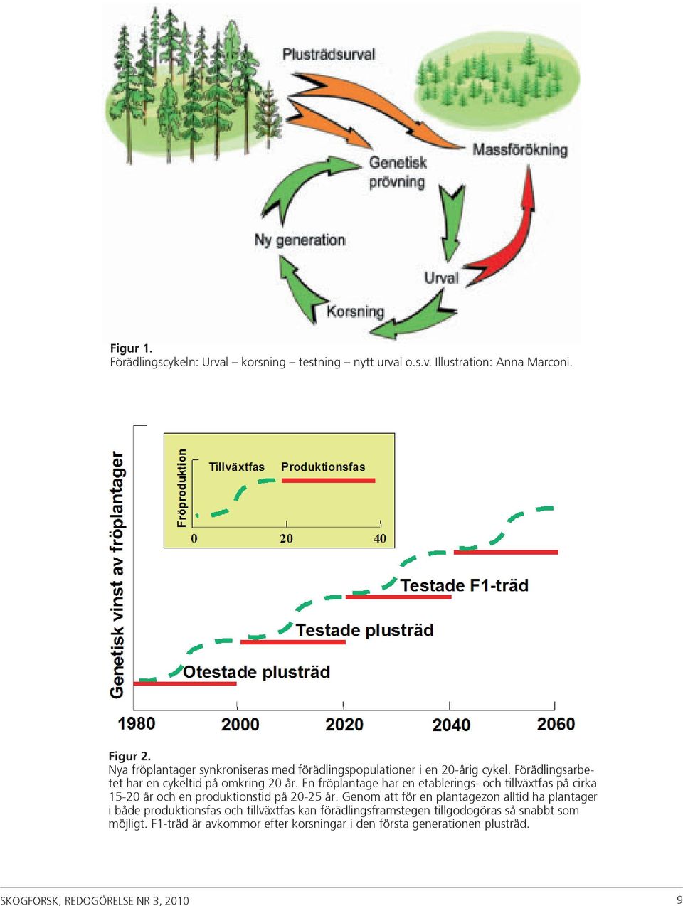 En fröplantage har en etablerings- och tillväxtfas på cirka 15-2 år och en produktionstid på 2-25 år.