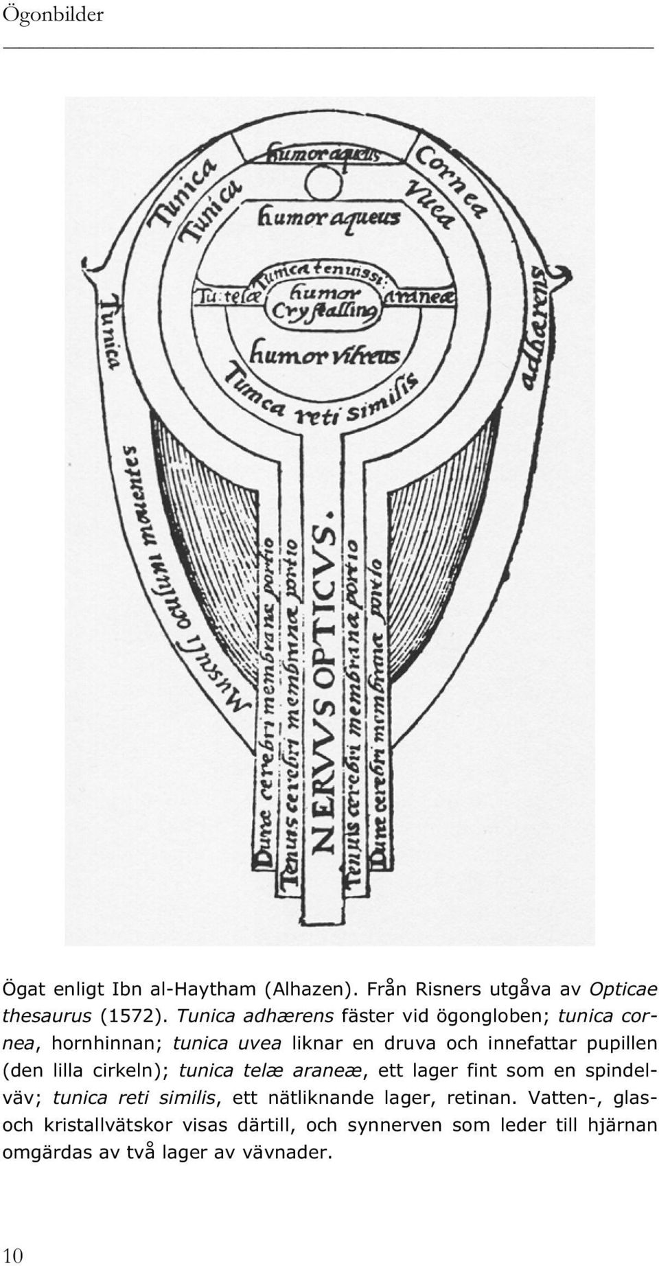 pupillen (den lilla cirkeln); tunica telæ araneæ, ett lager fint som en spindelväv; tunica reti similis, ett