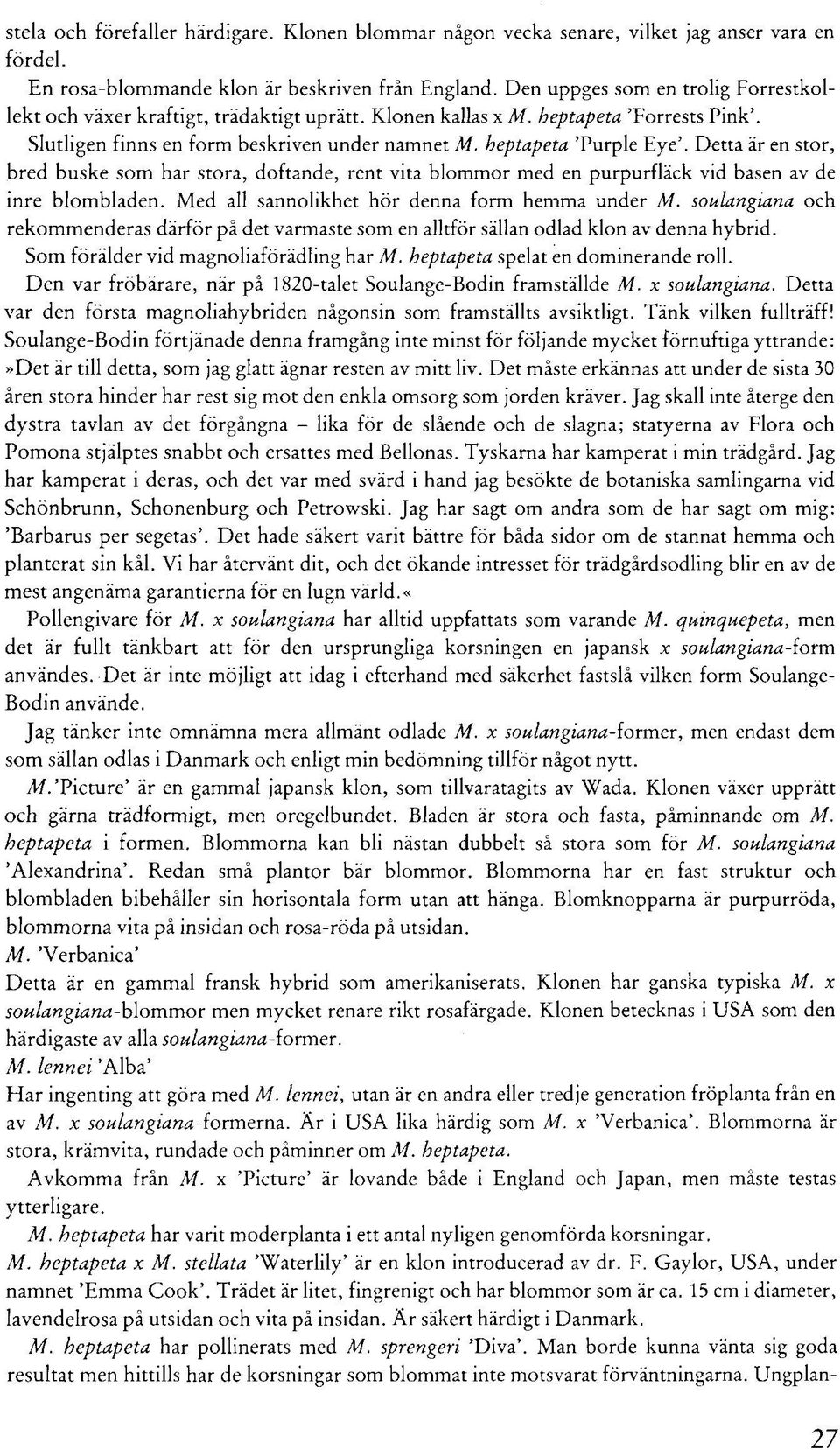 Detta år en stor, bred buske som har stora, doftande, rent vita blommor med en purpurflåck vid basen av de mre blombladen. Med all sannolikhet hor denna form hemma under M.